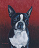 Boston terrier oil painting.